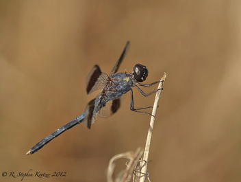 Erythrodiplax umbrata, male